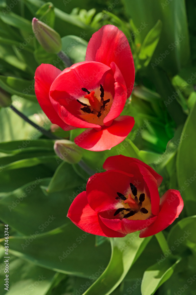 Two bright colorful red tulips close-up with green leaves in a spring sunny garden