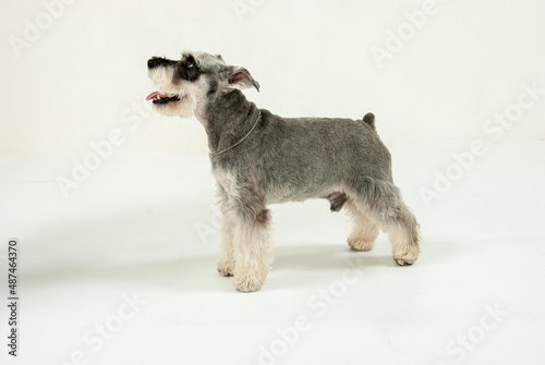 横向きのシュナウザー