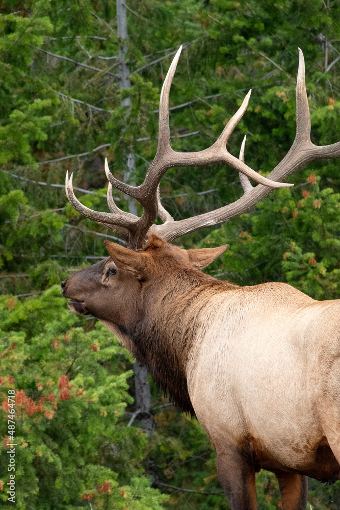 Large Male Elk standing side profile with massive 10 point rack near green brush Large Male Elk standing side profile with massive 10 point rack near green brush