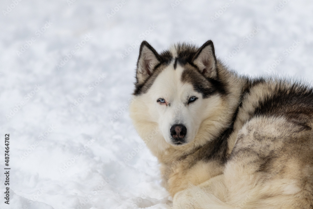 A large Siberian husky laying on white snow outside with long thick fur of white, tan, and black color. The sled dog pet has the sun shining on its face as it stares forward. The dog's eyes are open.