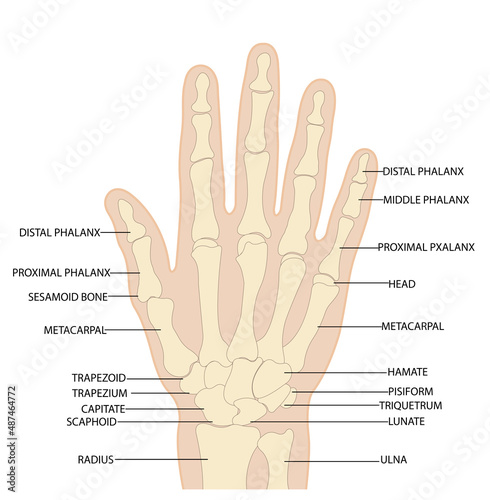 Anatomy of the bones of the hand and wrist vector image on a white background