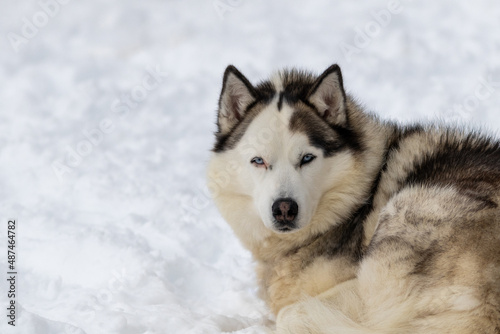 A large Siberian husky laying on white snow outside with long thick fur of white  tan  and black color. The sled dog pet has the sun shining on its face as it stares forward. The dog s eyes are open.