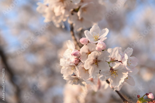 桜 © sasuke050201