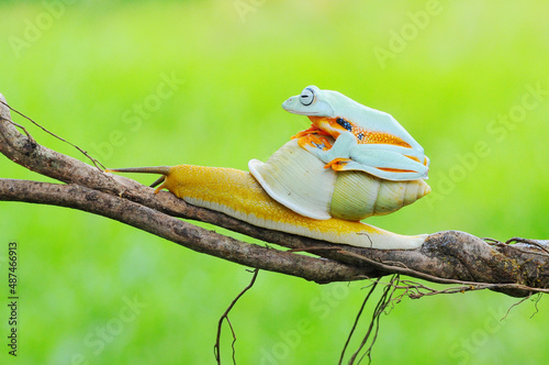 a tree frog rides an albino snail