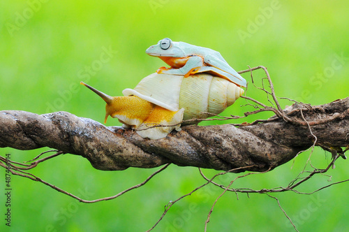 a tree frog rides an albino snail © andri_priyadi