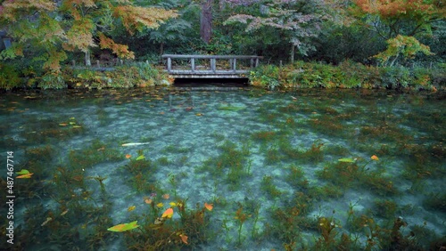岐阜県関市板取　早朝のモネの池　名もなき池