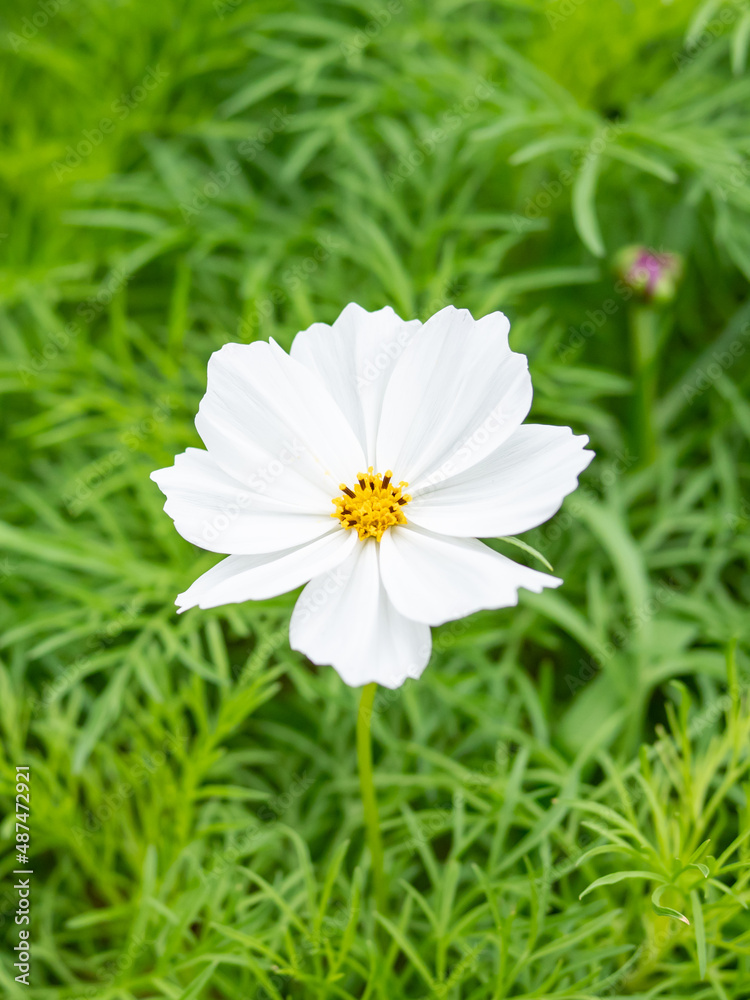 Cosmos flower with blurred background, cosmos flower blooming in the field, closeup and soft focus. Cosmos flower with blurred background, cosmos flower blooming in the field, closeup and soft focus.