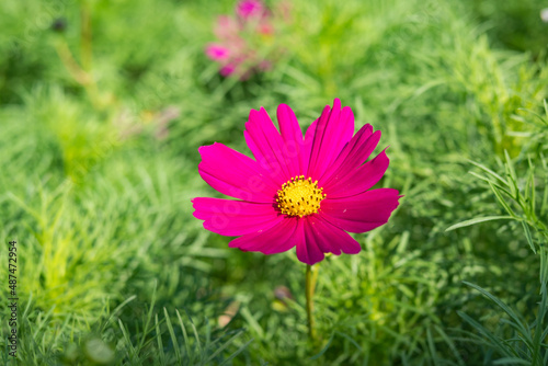 Cosmos flower with blurred background  cosmos flower blooming in the field  closeup and soft focus.