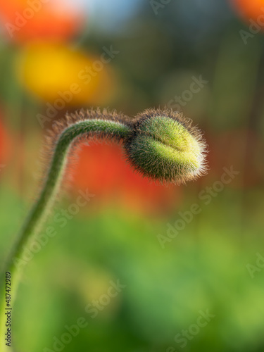 Close up of common poppy bud