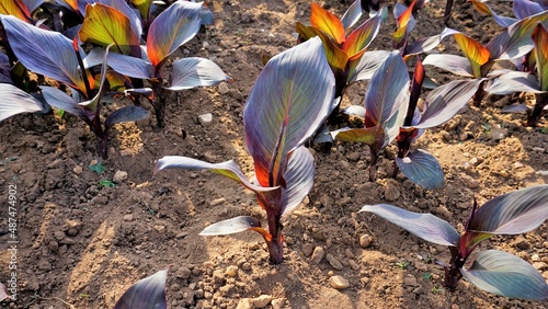 Beautiful nursery garden of Canna indica or lily