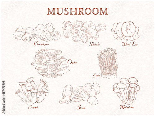 Set of edible mushroom group. background, vintage handdrawn handdrawn. Vector illustration with text