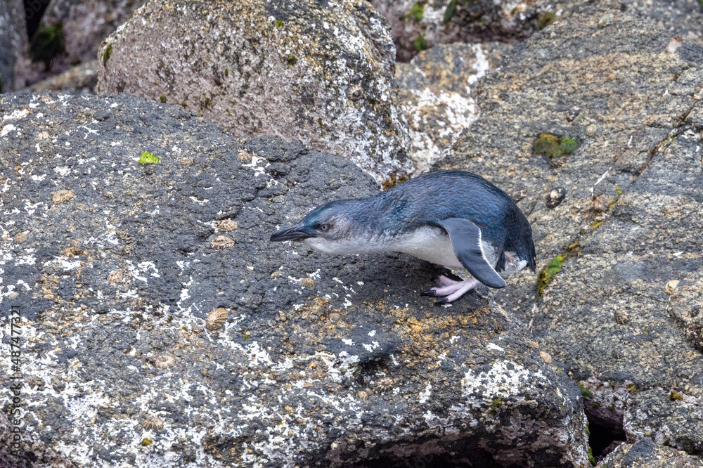 Fototapeta premium Little Blue Penguin in New Zealand