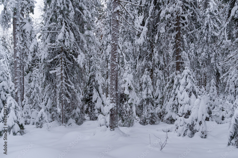 Winter background, Close up of snowy branches of coniferous trees drooping down under weight of fallen snow on cold frosty day. Scandinavian nature concept