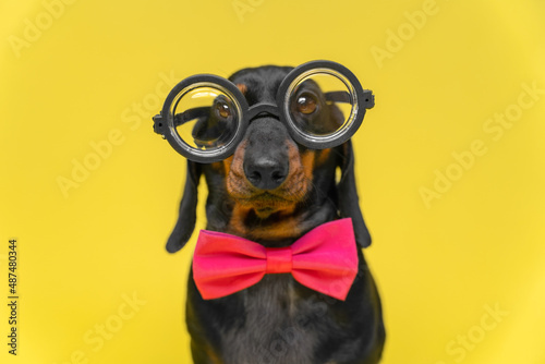 Portrait of funny dachshund puppy with silly look, wearing pink bow-tie and old-fashioned glasses for vision correction with round thick lenses, front view, yellow background, copy space and ad
