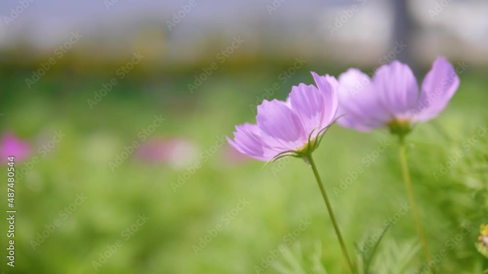 Cosmos flower with blurred background, cosmos flower blooming in the field,
closeup and soft focus. Cosmos flower with blurred background, cosmos flower blooming in the field,
closeup and soft focus.