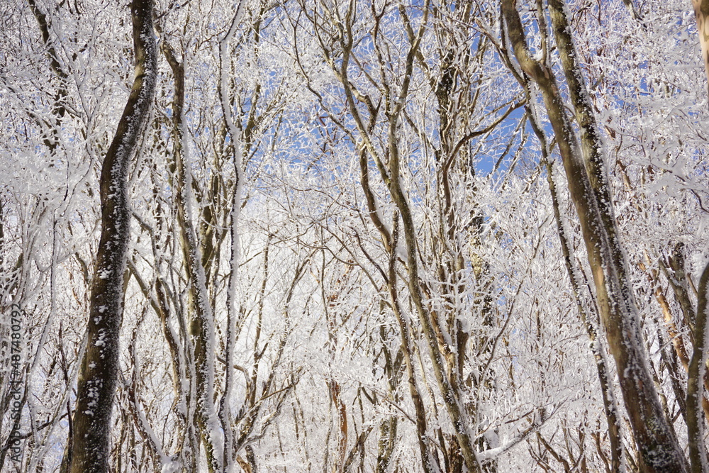 Fototapeta premium 三峰山 霧氷