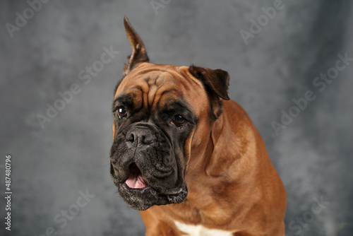 portrait of a German boxer breed dog on a dark background © Anastasiia