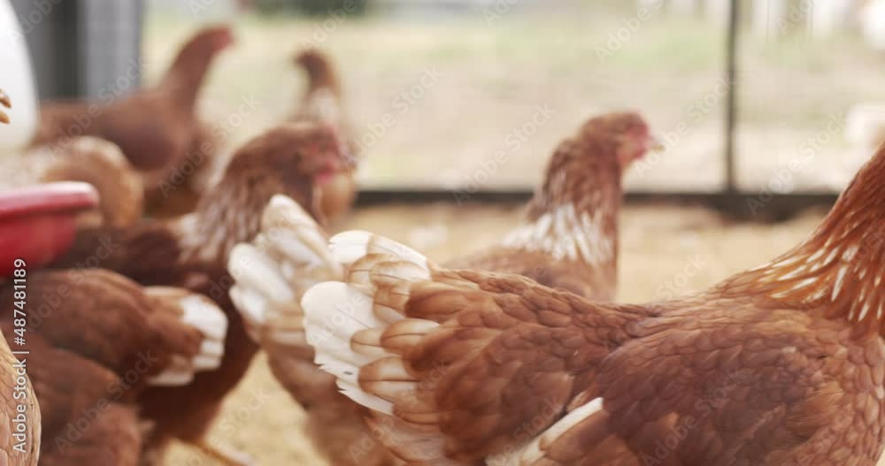 Flocks of brown feathered chicken and pointed mouths peck at food. Poultry are always on the move with a crest on their heads.