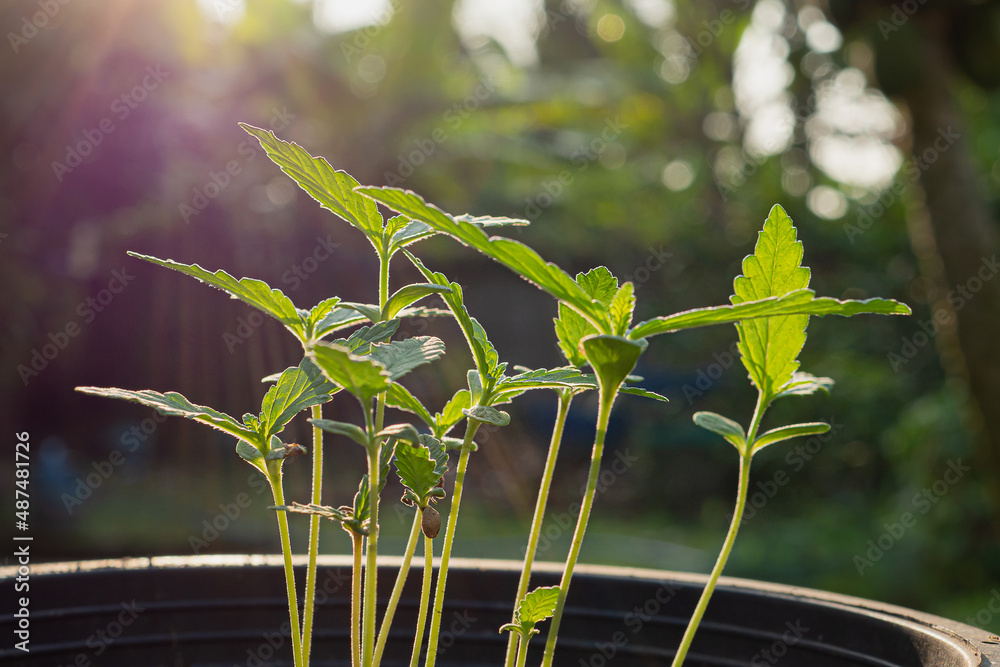 Cannabis plants growing in a potted at the outdoor Cannabis plants growing in a potted at the outdoor