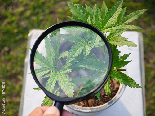 Hand holding a magnifying glass looking at texture cannabis leaves