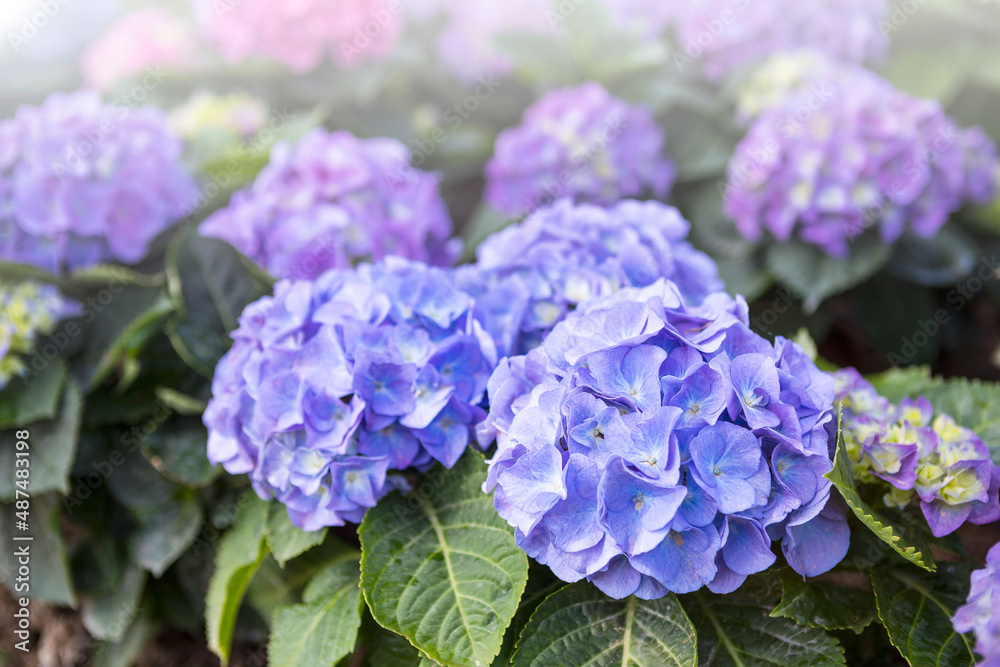 Blue Hydrangea flower garden with morning day light, nature background, spring and summer season Blue Hydrangea flower garden with morning day light, nature background, spring and summer season