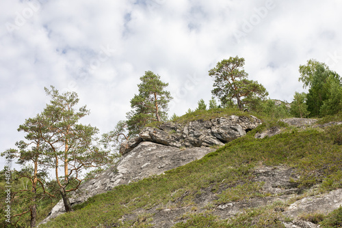 green pine trees growing on top of mountains on white clouds sky background.
