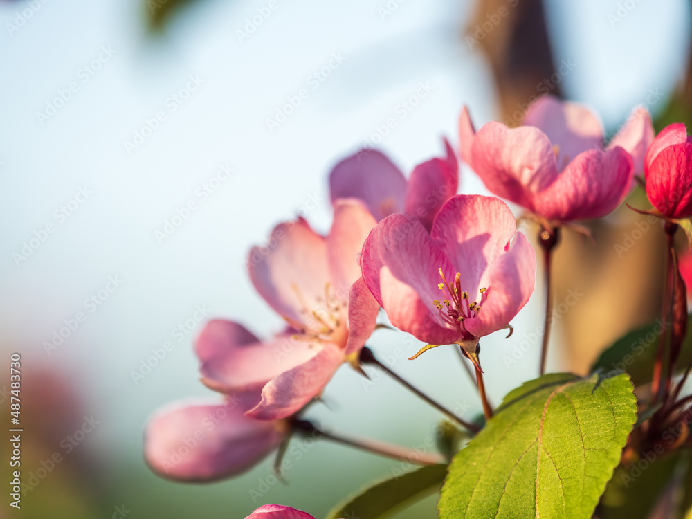 Obraz premium Fresh pink flowers of a blossoming apple tree with blured background