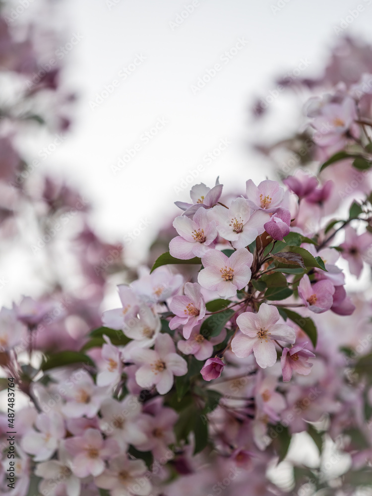 Naklejka premium Fresh pink flowers of a blossoming apple tree with blured background