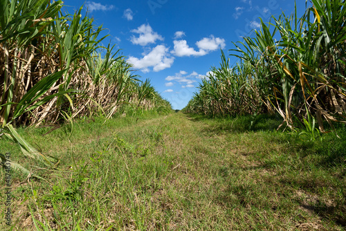 Sugar cane fileds plantation
