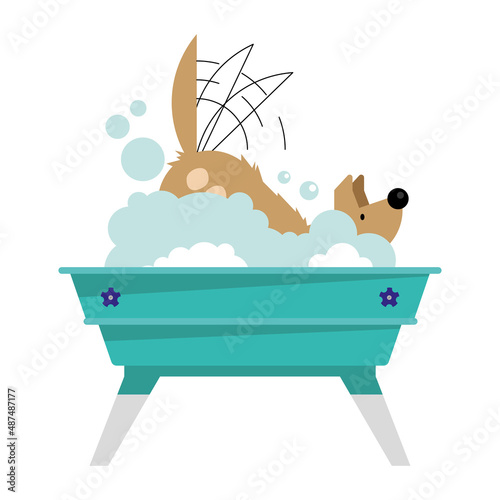 dog pet in bathtub