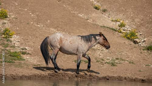 Red Roan Wild Horse Stallion at the water hole in the western United States