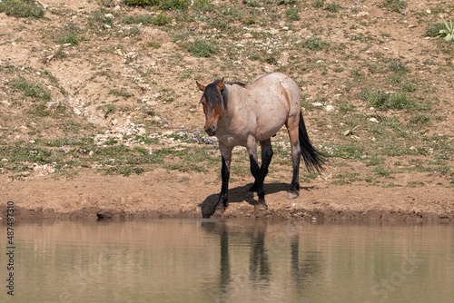 Rusty Orange Red Roan wild horse stallion reflecting in the water in the Pryor Mountains wild horse refuge in Wyoming United States © htrnr