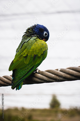 blue and yellow macaw