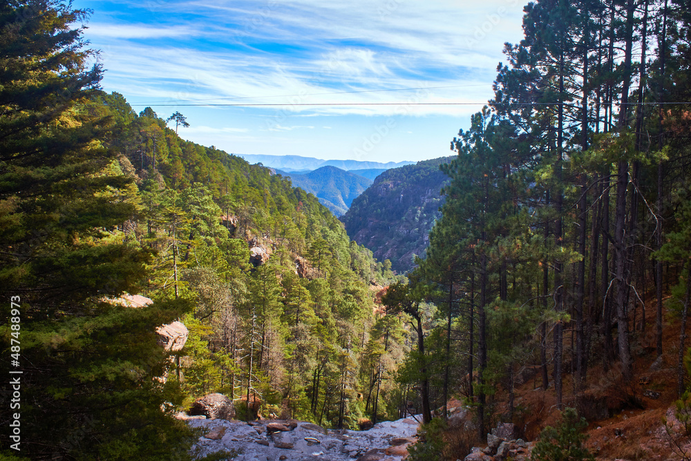 monta-as-con-un-bosque-verde-y-un-cielo-nuboso-y-azul-pinos-en-primer