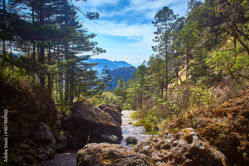 paisaje forestal con un rio en medio y pinos verdes alrededor y montañas en el fondo con un bosque verde y un cielo azul con nubes en la sierra madre occidental mexiquillo durango paisaje forestal photo