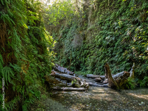 A creek flowing through a fern lined canyon in Redwoods National Park, the start of Fern Canyon.