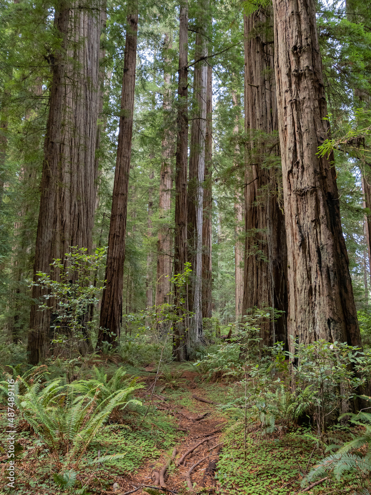 A dense grove of coastal redwoods in California. A dense grove of coastal redwoods in California.