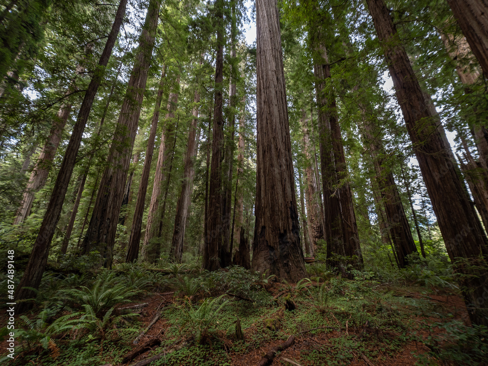 A dense grove of coastal redwoods in California. A dense grove of coastal redwoods in California.