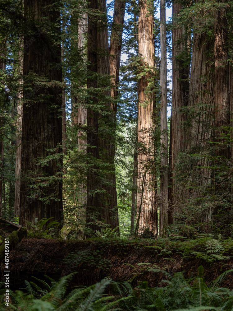 A dense grove of coastal redwoods in California. A dense grove of coastal redwoods in California.