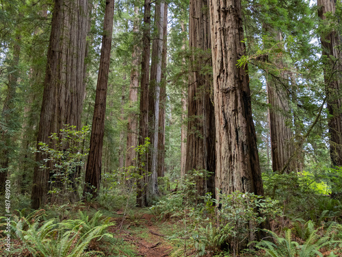A dense grove of coastal redwoods in California. © Jonathan