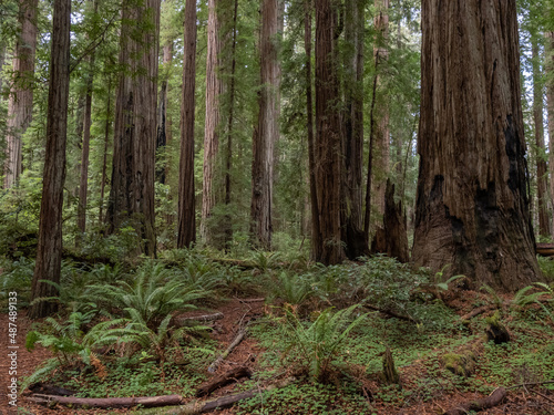 A dense grove of coastal redwoods in California.