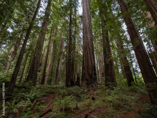 A dense grove of coastal redwoods in California.