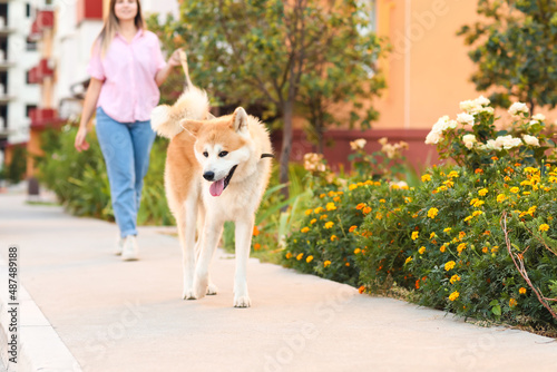 Cute Akita Inu dog with own...