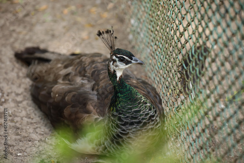 Beautiful peacock in zoolog...