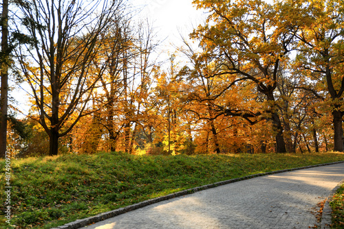 View of autumn trees in park