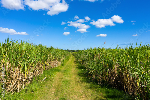 Sugar cane fileds plantation at caribbean countryside, agriculture concept. Aerial view