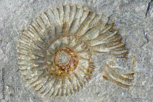 A fossilized ammonite can be seen in a limestone photo