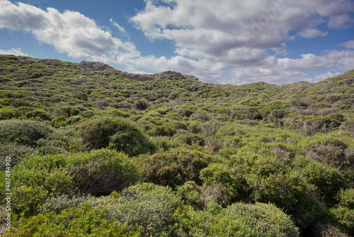 Mediterranean shrublands in Cape of Favaritx, municipality of Mahon, Menorca, Sp Fototapeta