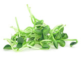 Vegan sunflower greens shoots. Microgreens sprouts isolated on a white background.
