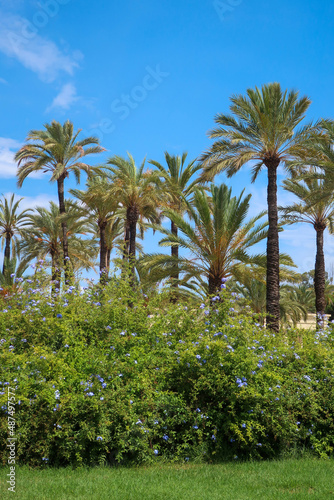 Palm trees in city park in Valencia city center, Spain